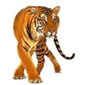 Tiger Resource